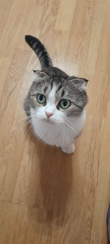 pişik geyim: Dişi, Yaxşı əllərə, Ünvandan götürmə — 4