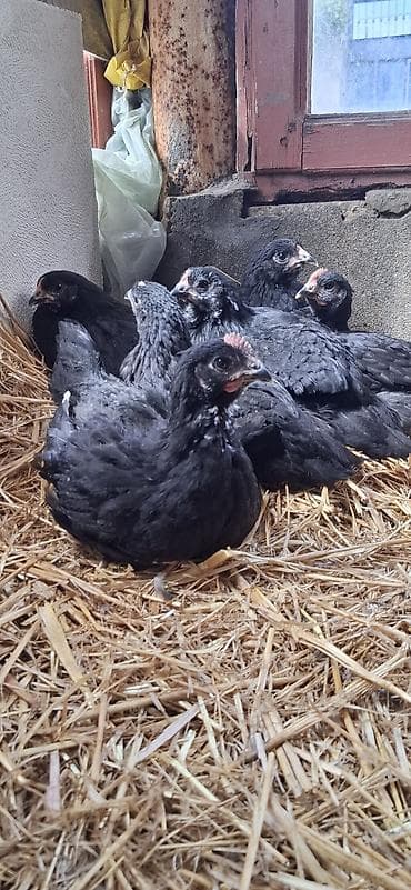 çüçə: Toyuq cücələri, Damazlıq — 5