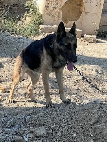 balaca it cinsi: Alman çoban iti, 1 il, Dişi, Peyvəndli, Ünvandan götürmə — 2