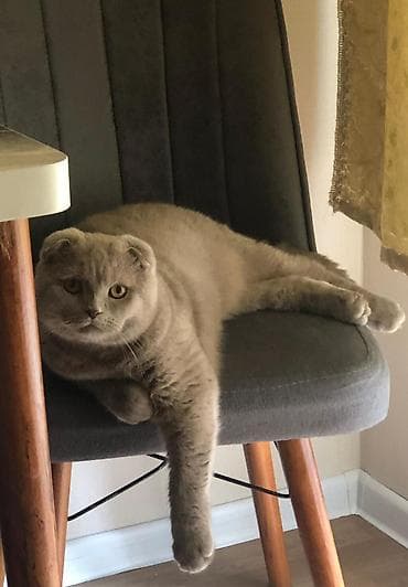 Şotland yastı qulaq, Erkək, Cütləşmə üçün — 2