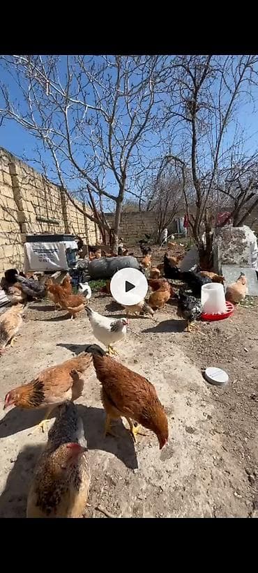 kənd toyuqlarının satışı: Toyuq, Ətlik — 3