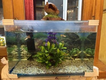 hemise yasil bitkiler: Akvarium seti - Şəffaf plastik/güzgü effektli akvarium, düzbucaqlı — 2