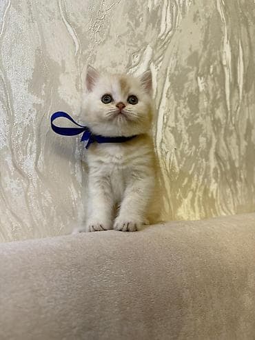 pisik esyalari: Britan — 1