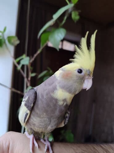 cuce ve xoruz temsili: Nimfa tutuquşu (Cockatiel) - Növ: Nimfa tutuquşu, xarak­terik sarı — 2