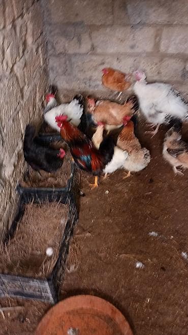 Akvariumlar: Toyuq, Yumurtalıq, Ünvandan götürmə — 7