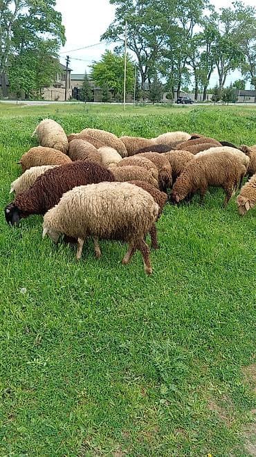 28 den 40 kiloya qədərdiri çeki Erkey heyvanlardı.diri.çeki 10