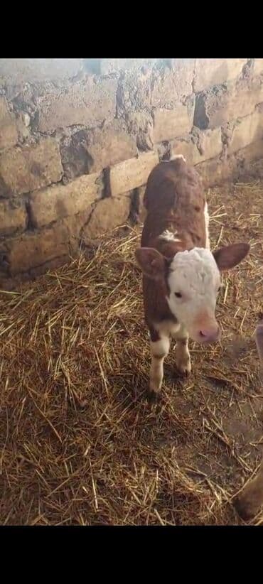 купить собаку в: Теленок, Самка, Simental, месяцев: 1, 35 кг, Для молока, Самовывоз — 1