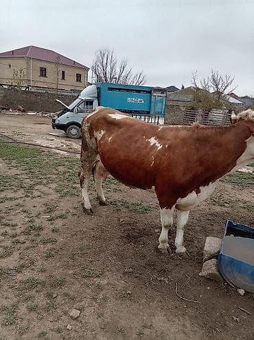 Simental tipli qırmızı-ağ rəngdə inək. - Böyük cüssəli, sümük quruluşu