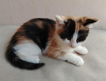 pulsuz video cat: Erkək, Dişi, Yaxşı əllərə — 5