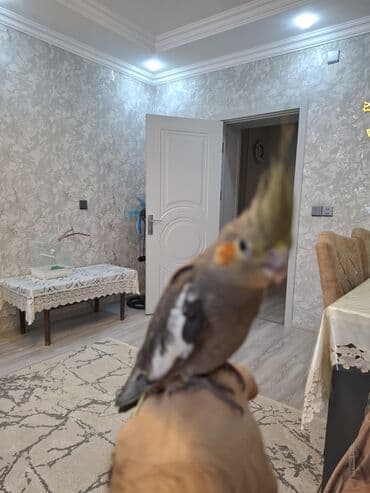 Pişiklər: Salam oz qusumun balasidi 1 ay yarimliqdi. ev seraitinde saxlamisam — 7