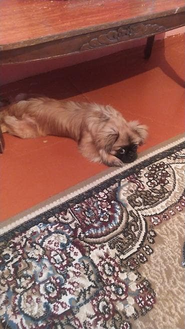Pekines, 6 ay, Erkek, Peyvəndli, Ünvandan götürmə lalafo.az -da Pekines, 6 ay, Erkek, Peyvəndli, Ünvandan götürmə