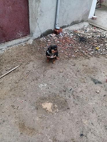 xaski satisi: Satılır dişi — 3