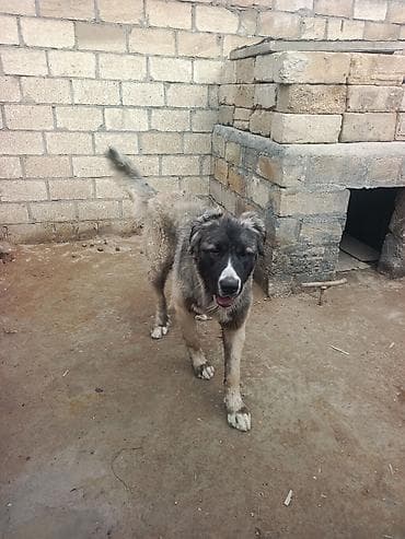 tüklü itler: Qurdbasar, 1 il, Erkek, Peyvəndli, Ödənişli çatdırılma — 9