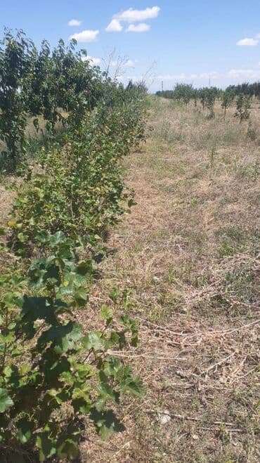 Digər qida məhsulları: Məhsul: Meyvə bağ sahəsi (çoxillik əkililər) Təsvir: - Səliqəli — 4