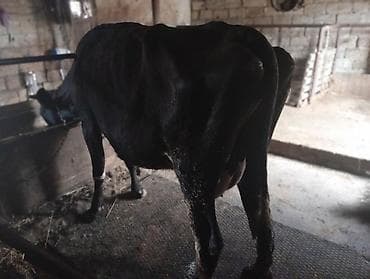 simmental inək cinsi: Salam hər cür mal var sagmal boğaz balamı qiymətlər fərqlidir isdiyen — 6