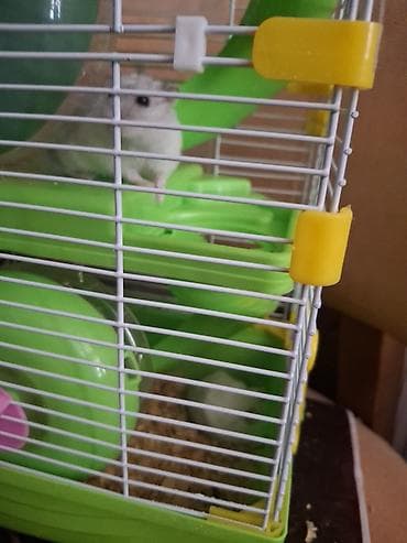 Hamster və qəfəs dəsti - Növ: kiçik hamster (ağ rəng tonlarında) - lalafo.az -da Hamster və qəfəs dəsti - Növ: kiçik hamster (ağ rəng tonlarında) -