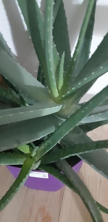 30 yas sekilleri: 11 illik aloe.min bir derdin dermani — 3