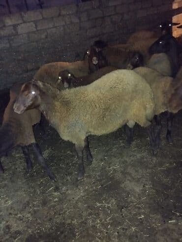 qurbanlıq qoyun: Erkək, il: 1, 40 kq, Ətlik, Ünvandan götürmə — 6