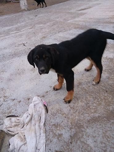 Pişiklər: 4 ay, Erkek, Peyvəndli, Ünvandan götürmə — 8