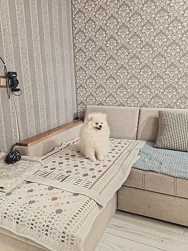 az.siberian: Şpitz, 8 ay, Erkək, Cütləşmə üçün, Ünvandan götürmə — 8