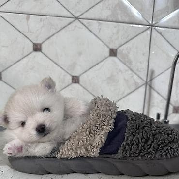 pitbul bala: Şpitz, 2 ay, Erkek, Peyvəndli — 4