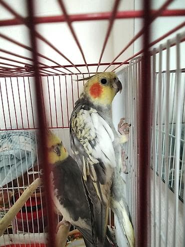 Собаки: Satılır karelladi ela qusdur hec bir xesteliyi yoxdur — 3