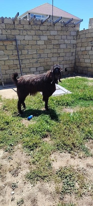 heleb kecileri: Erkey teke damazlıq üçün du heleb təmiz — 3