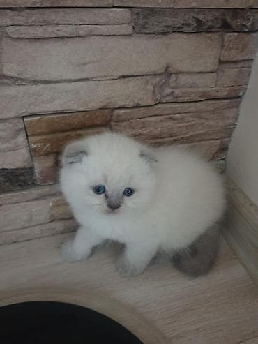 pişik sahiblendirme: Şinşilla, Erkək, Dişi, Yaxşı əllərə — 8