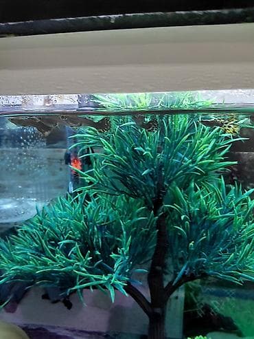 Tata: Quppi, Sülhsevər, Ünvandan götürmə — 7