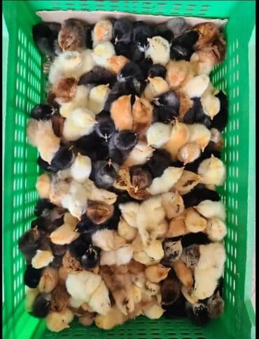 ordek balasi nece gune cixir: Toyuq cücələri, Ətlik — 1