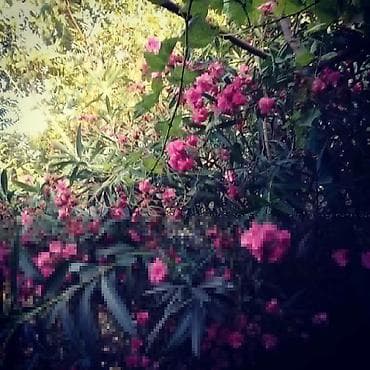 quba hovuzlu ev: 5 sot, Mülkiyyətçi — 1