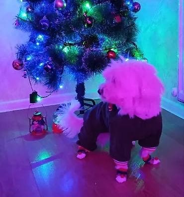 malt: It satılır! cinsi Maltese bütün əşyaları verilir dil bilir, tualet — 1