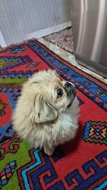 Pekines, 5 ay, Erkek