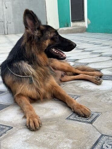 şpiç iti: Alman çoban iti, 1 il, Dişi — 3