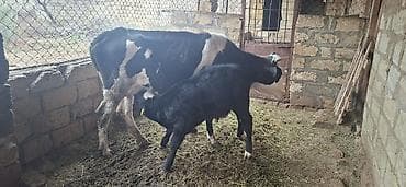 xaçmazda inəklər: Dişi, Holsteyn, il: 3, 600 kq, Südlük, Ünvandan götürmə — 5