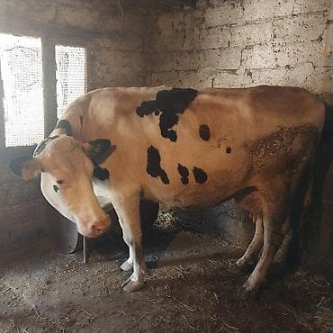 heyvan inek: Tecili satiram.Süd yönümlü mal-qara sürüsü ag iney 26 litr sud — 1