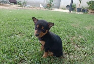 balaca itder: 1 ay, Dişi, Ödənişli çatdırılma — 2