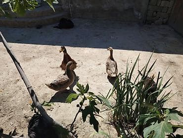 krasnadar ordek: 3 ördek 1 ri küke yatir 3 biyerde 50m yumurtalarda hediye real aliciya — 1