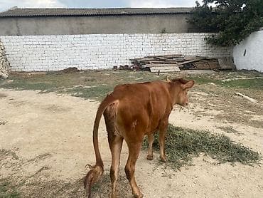 tap.az danalar: Dana, buzov, Dişi, ay: 8, Damazlıq — 7