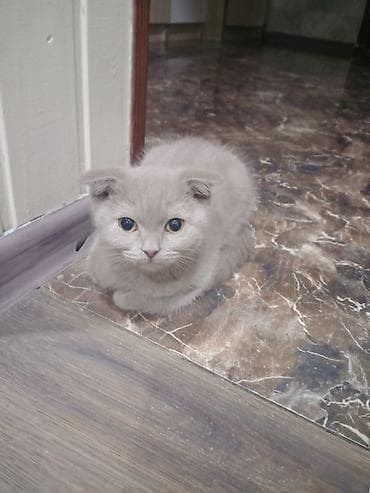 pişik sortları: Şotland, Erkək — 3