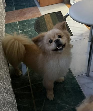 Pekines, 5 il, Erkek, Cütləşmə üçün lalafo.az -da Pekines, 5 il, Erkek, Cütləşmə üçün