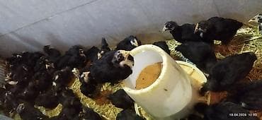 Toyuq cücələri, Damazlıq, Ödənişli çatdırılma