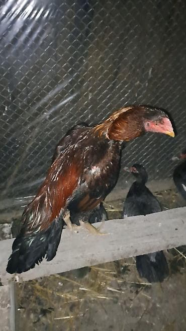 Другие с/х животные: Heyratı xoruz satılır cinsi qanı olan heyvandı təmiz türk hündür — 6