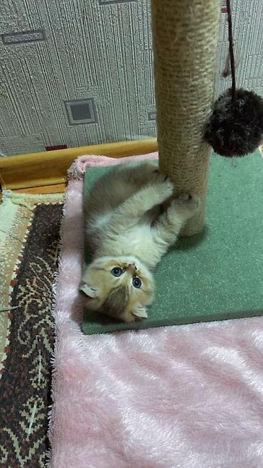 dana heyvan: Шотландская — 2