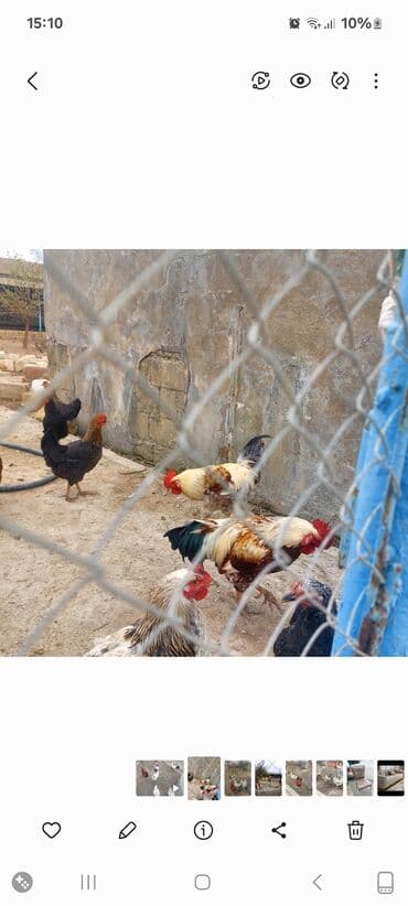 lal ordək balası satılır: Məhsul: Xoruz və toyuqlar (qarışıq rənglər) Təsvir: - Şəkillərdə bir — 5