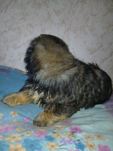 щенок в добрые руки: Пекинес — 4