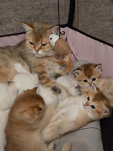 ev donuzu: Britan — 5