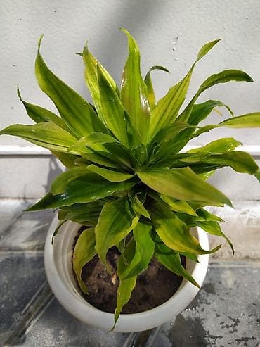 Ev və bağ: Otaq bitkiləri dəsti - Monstera deliciosa (dərin yarıqlı iri yaşıl — 3