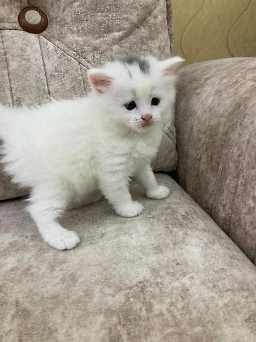 pişik aliram: Ağ tüklü balaca pişik balası - Cins: ehtimalən Scottish Fold/Longhair — 3