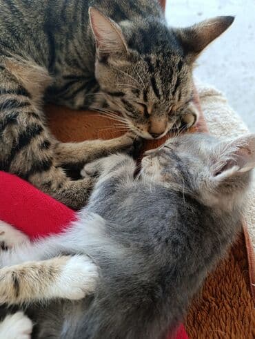 кот в добрые руки: В добрые руки — 6